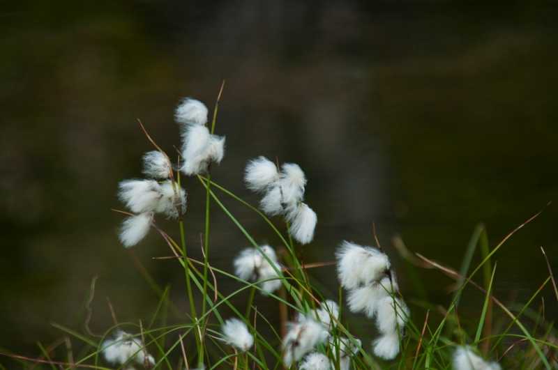 łowienie w skandynawii